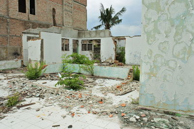 Plants growing on old building