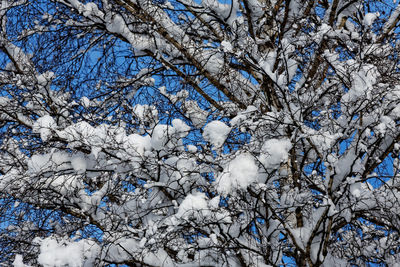 Low angle view of snow covered tree against sky