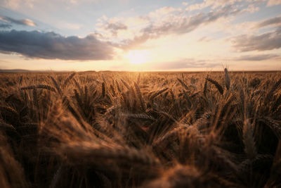 Scenic view of field against sky during sunset