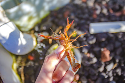 Close-up of hand holding shrimp