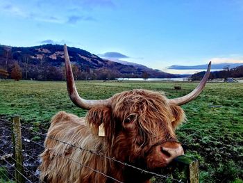 Cow on field against sky