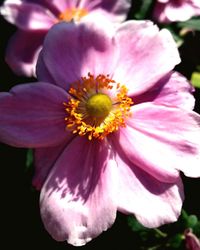 Close-up of fresh pink hibiscus blooming outdoors