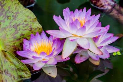 Close-up of water lily