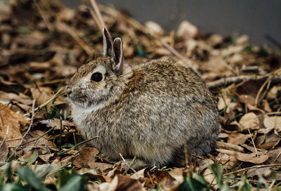 View of rabbit on leaves in field