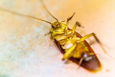 Close-up of insect on flower