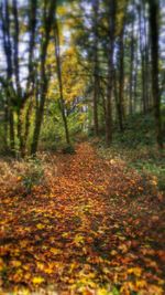 Trees in forest during autumn