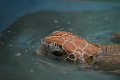 Close-up of turtle in sea