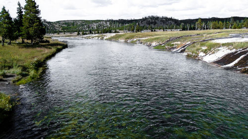 River passing through forest