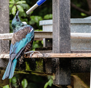 New zealand tui 