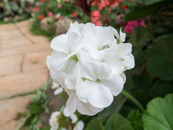 Close-up of white flowering plant