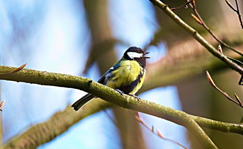 Low angle view of bird perching on branch