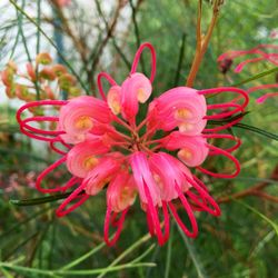 Close-up of pink flowers