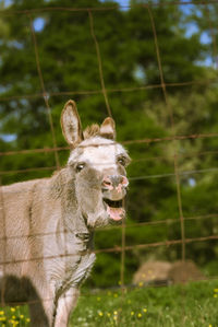 Close-up of deer on field