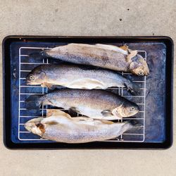 Directly above view of fish on metal grate in tray