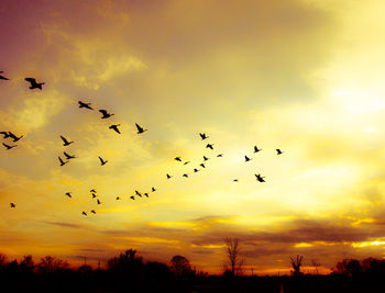 Low angle view of birds flying in sky