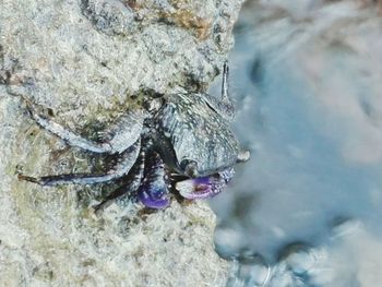 Close-up of crab on rock