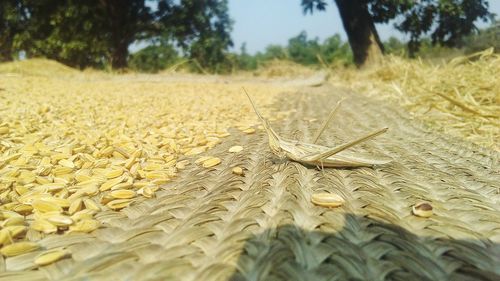 Surface level of crops on field
