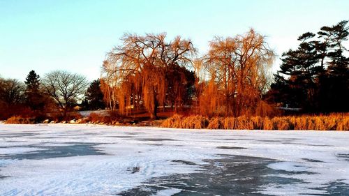 Bare trees on snow covered field