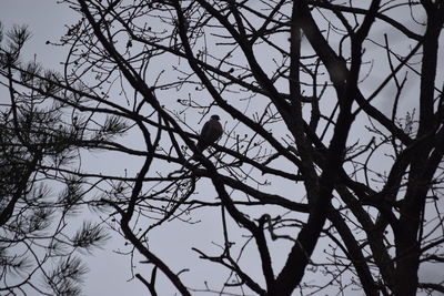 Low angle view of bird perching on bare tree against sky