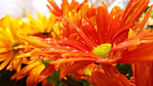 Close-up of wet flowers