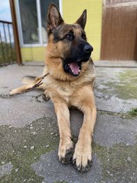 Portrait of a dog looking away