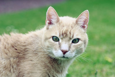 Close-up portrait of cat