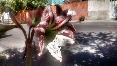 Close-up of flowers