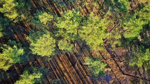 Trees growing in forest during autumn