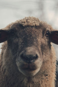 Closeup portrait of sheep