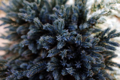 Close-up of plant against blurred background