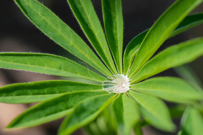 Close-up of green plant