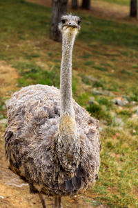 Close-up portrait of owl on land
