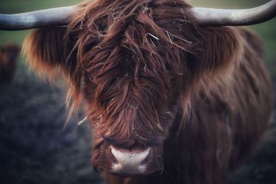 Close-up of cow