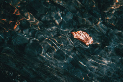 High angle view of leaves floating on lake