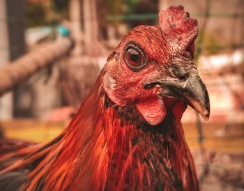 Close-up of rooster