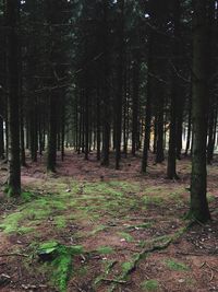 Trees in forest against sky