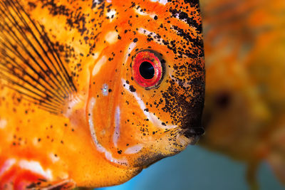 Close-up of fish swimming in sea