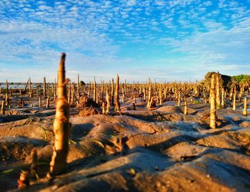 Wooden posts on land against sky