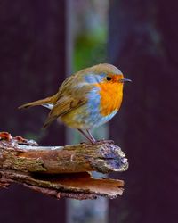 Close-up of bird perching on a branch