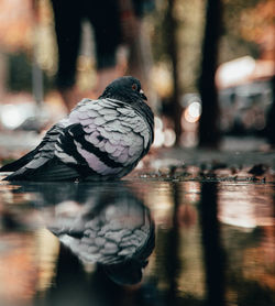 Close-up of bird perching on a lake