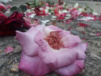 Close-up of pink rose