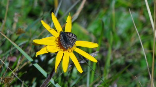 Close-up of bee on yellow flower