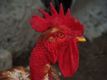 Close-up of rooster