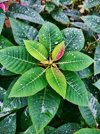 High angle view of raindrops on plant leaves