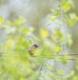 Close-up of bird perching on plant