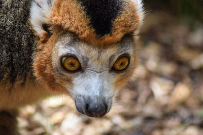 Portrait of lemur
