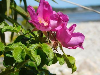 Close-up of pink flowers