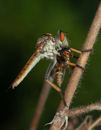 Close-up of insect