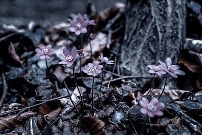 Close-up of purple flowering plant on field