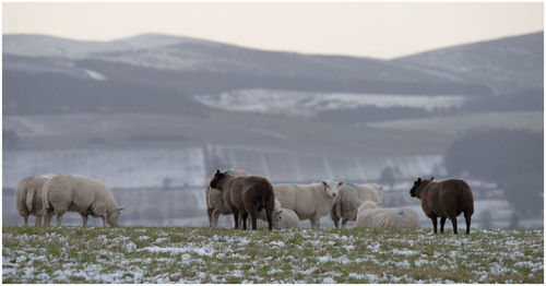 Sheep grazing in spring